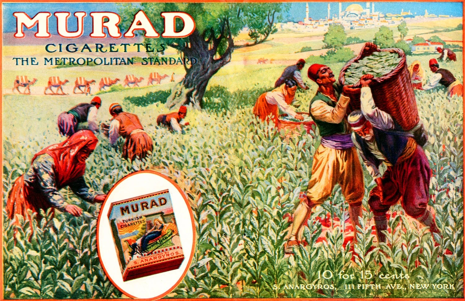 An advertisement for Murad Cigarettes showing people in Turkish garb harvesting tobacco in front of a mosque.