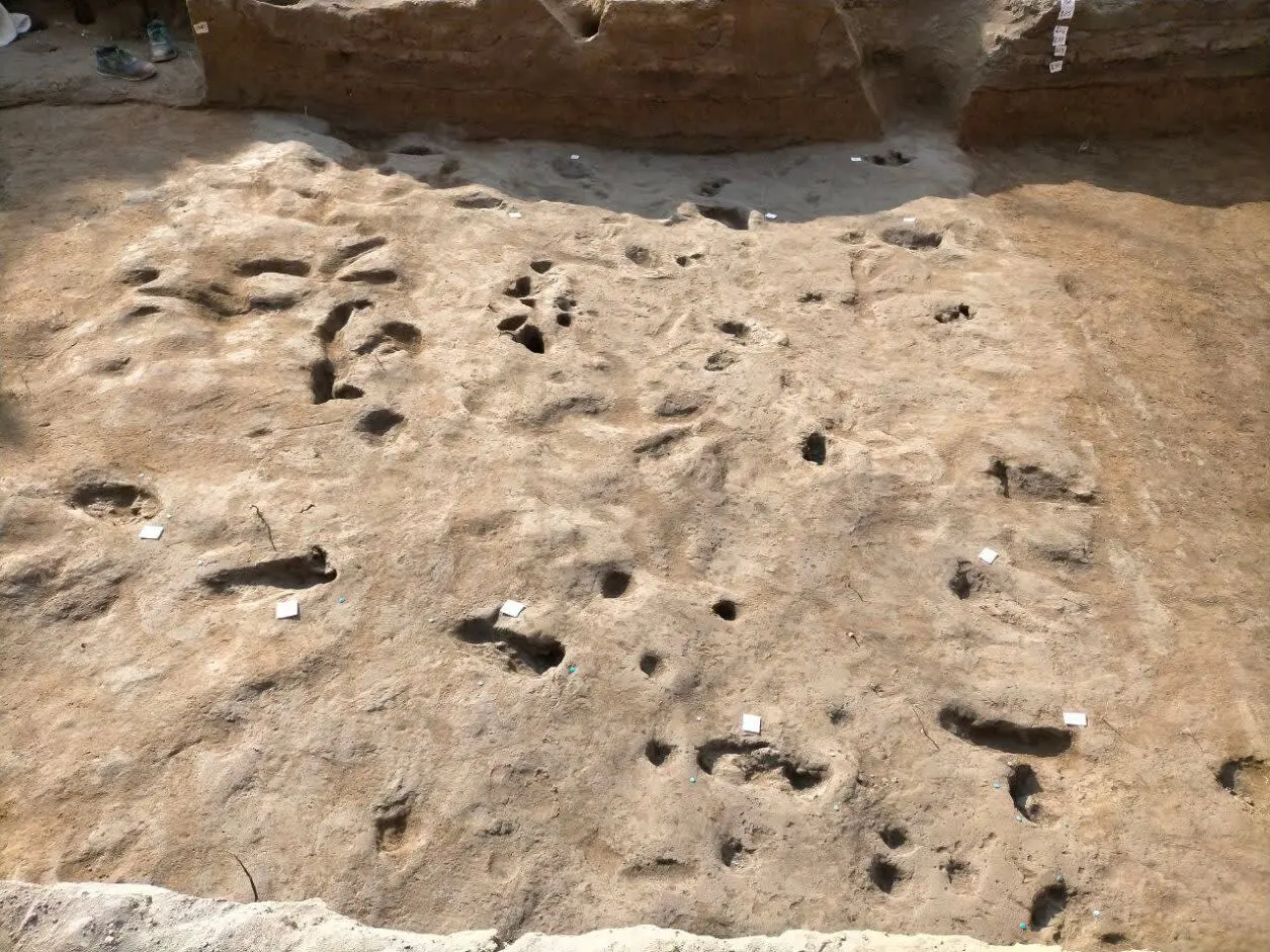 Densely packed footprints discovered in Salerno, Italy.