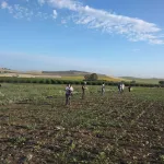 Researchers begin excavating a site in Southern Spain that will reveal a vast network of Roman settlements.