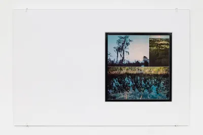 A photograph of a swamp on a white sheet of paper.