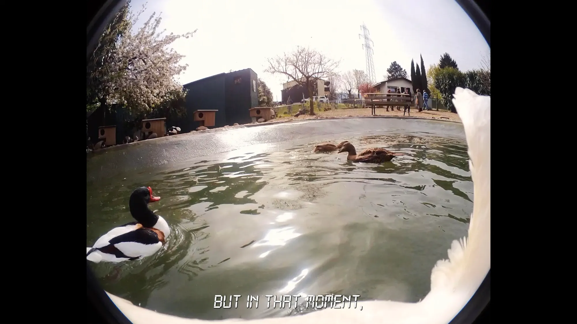 Ducks in body of water through camera lens.