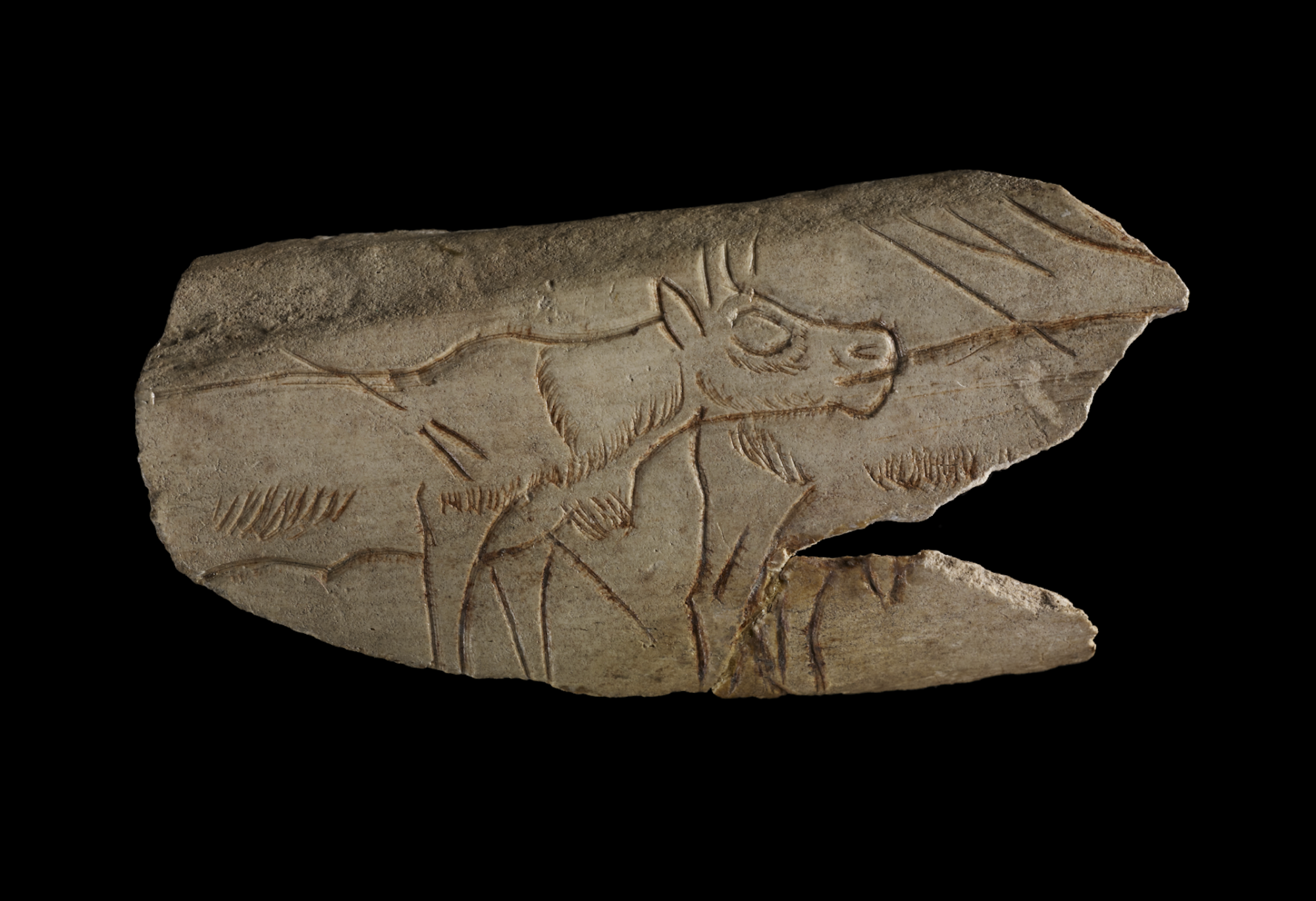 A carving of two reindeer on a bone fragment.