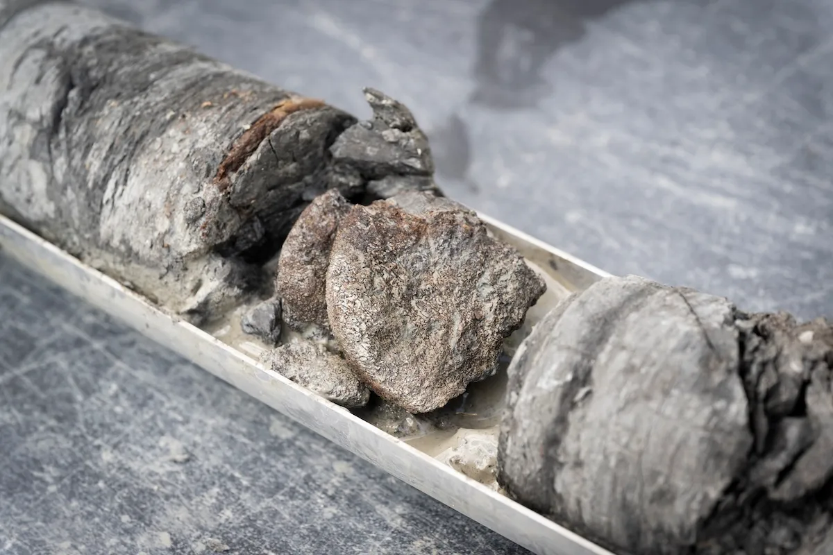 Ornithopod vertebra from the Denver Formation, from 763