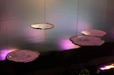 Four water lilies in a black-dyed pool. 
