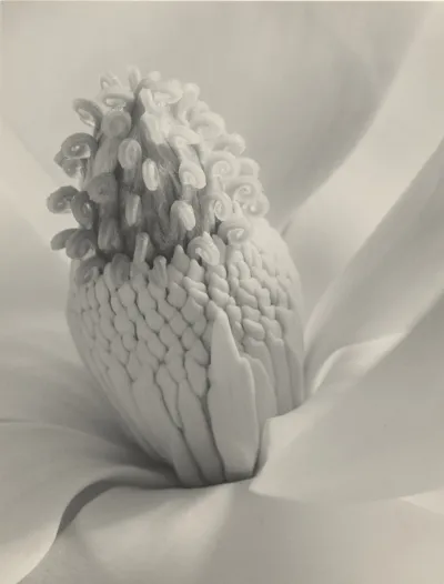 Imogen Cunningham, Tower of Jewels (Magnolia Blossom), 1925