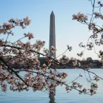 WASHINGTON, DC - MARCH 27: The sun rises over the Washington Monument and blooming cherry blossoms at the Tidal Basin on March 27, 2025 in Washington, DC. The National Park Service announced that March 28 to 31 will be the peak bloom for the cherry blossoms. (Photo by Kayla Bartkowski/Getty Images)