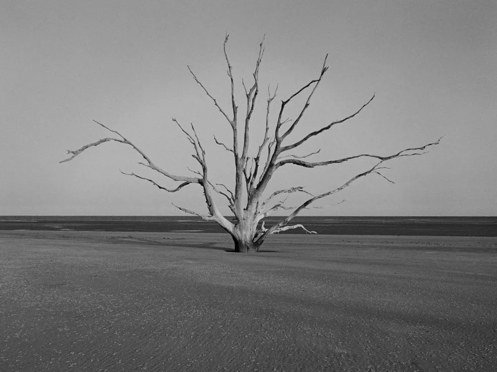 A black-and-white photograph of a single tree in a marsh.